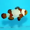 [TodoMarino.com] Proyecto - Cría de Amphiprion Ocellaris Snowflake - me ayudáis ?