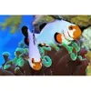 [TodoMarino.com] Proyecto - Cría de Amphiprion Ocellaris Snowflake - me ayudáis ?
