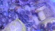 [TodoMarino.com] chiflados por los zoanthus Cambio de zoos