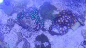 [TodoMarino.com] chiflados por los zoanthus Cambio de zoos
