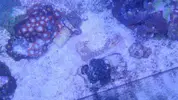 [TodoMarino.com] chiflados por los zoanthus Cambio de zoos