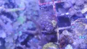[TodoMarino.com] chiflados por los zoanthus Cambio de zoos