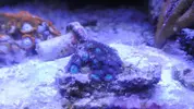 [TodoMarino.com] chiflados por los zoanthus Cambio de zoos