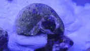 [TodoMarino.com] chiflados por los zoanthus Cambio de zoos