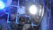 [TodoMarino.com] chiflados por los zoanthus Cambio de zoos