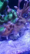 [TodoMarino.com] montipora verde con polipos rojo!!!