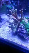 [TodoMarino.com] montipora verde con polipos rojo!!!