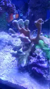 [TodoMarino.com] montipora verde con polipos rojo!!!