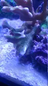 [TodoMarino.com] montipora verde con polipos rojo!!!