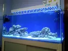 [TodoMarino.com] Mi nuevo acuario 325l.