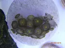 [TodoMarino.com] chiflados por los zoanthus Cambio de zoos