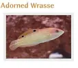[TodoMarino.com] compro pez Adorned Wrasse