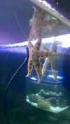 [TodoMarino.com] Comportamiento Archaster typicus