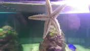 [TodoMarino.com] Comportamiento Archaster typicus