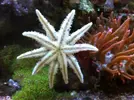 [TodoMarino.com] Comportamiento Archaster typicus