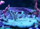 [TodoMarino.com] Nueva adquisicion : Montipora