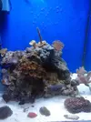 [TodoMarino.com] Acuario Marino 91 litros - Primeros pasos