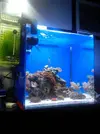 [TodoMarino.com] Acuario Marino 91 litros - Primeros pasos
