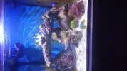 [TodoMarino.com] Nano Reef 50x50x50, paso a paso