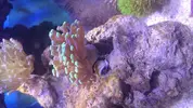 [TodoMarino.com] Nano Reef 50x50x50, paso a paso