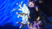 [TodoMarino.com] Nano Reef 50x50x50, paso a paso