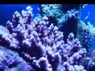 [TodoMarino.com] Acropora