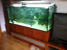 [TodoMarino.com] Ayuda fondo acuario marino