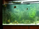 [TodoMarino.com] Ayuda fondo acuario marino