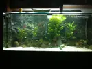 [TodoMarino.com] Ayuda fondo acuario marino