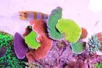[TodoMarino.com] .....:::::::: Seadreams :::::::::.....