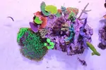 [TodoMarino.com] .....:::::::: Seadreams :::::::::.....