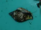 [TodoMarino.com] ¿camarones de salinas en acuario?