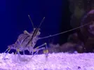 [TodoMarino.com] ¿camarones de salinas en acuario?
