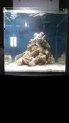 [TodoMarino.com] Nini reef de Blau de 91 litros de 45x45x45