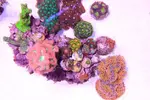 [TodoMarino.com] .....:::::::: Seadreams :::::::::.....