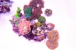 [TodoMarino.com] .....:::::::: Seadreams :::::::::.....