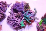 [TodoMarino.com] .....:::::::: Seadreams :::::::::.....