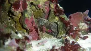 [TodoMarino.com] Identificación cangrejo