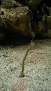 [TodoMarino.com] Nini reef de Blau de 91 litros de 45x45x45