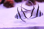 [TodoMarino.com] .....:::::::: Seadreams :::::::::.....