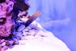 [TodoMarino.com] .....:::::::: Seadreams :::::::::.....