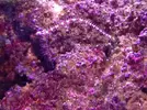 [TodoMarino.com] Proyecto reef 55x55x55