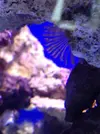 [TodoMarino.com] Proyecto reef 55x55x55