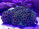 [TodoMarino.com] Proyecto reef 55x55x55
