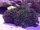 [TodoMarino.com] Proyecto reef 55x55x55