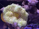 [TodoMarino.com] Proyecto reef 55x55x55