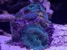 [TodoMarino.com] Proyecto reef 55x55x55