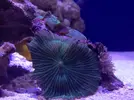 [TodoMarino.com] Proyecto reef 55x55x55