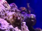 [TodoMarino.com] Proyecto reef 55x55x55