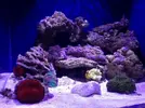 [TodoMarino.com] Proyecto reef 55x55x55